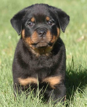 rottweiler Beautiful rottweiler