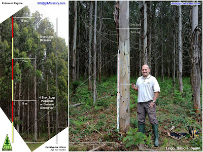 Cold hardy Eucalyptus biomass energy crops in Galicia, Spain / 100 month old organic renewable Eucalyptus nitens biomass logs for bioenergy  in Galicia, Northwestern Spain / Biomasa para energia renovable con Eucalyptus nitens de 100 meses de edad en Galicia, Spain / Cultivo energetico de Eucalyptus nitens en Galicia / Gustavo Iglesias Trabado & Roberto Carballeira Tenreiro & Javier Folgueira Lozano / GIT Forestry Consulting, Consultoría y Servicios de Ingeniería Agroforestal, Galicia, España, Spain / Eucalyptologics, information resources on Eucalyptus cultivation around the world / Eucalyptologics, recursos de informacion sobre el cultivo del eucalipto en el mundo