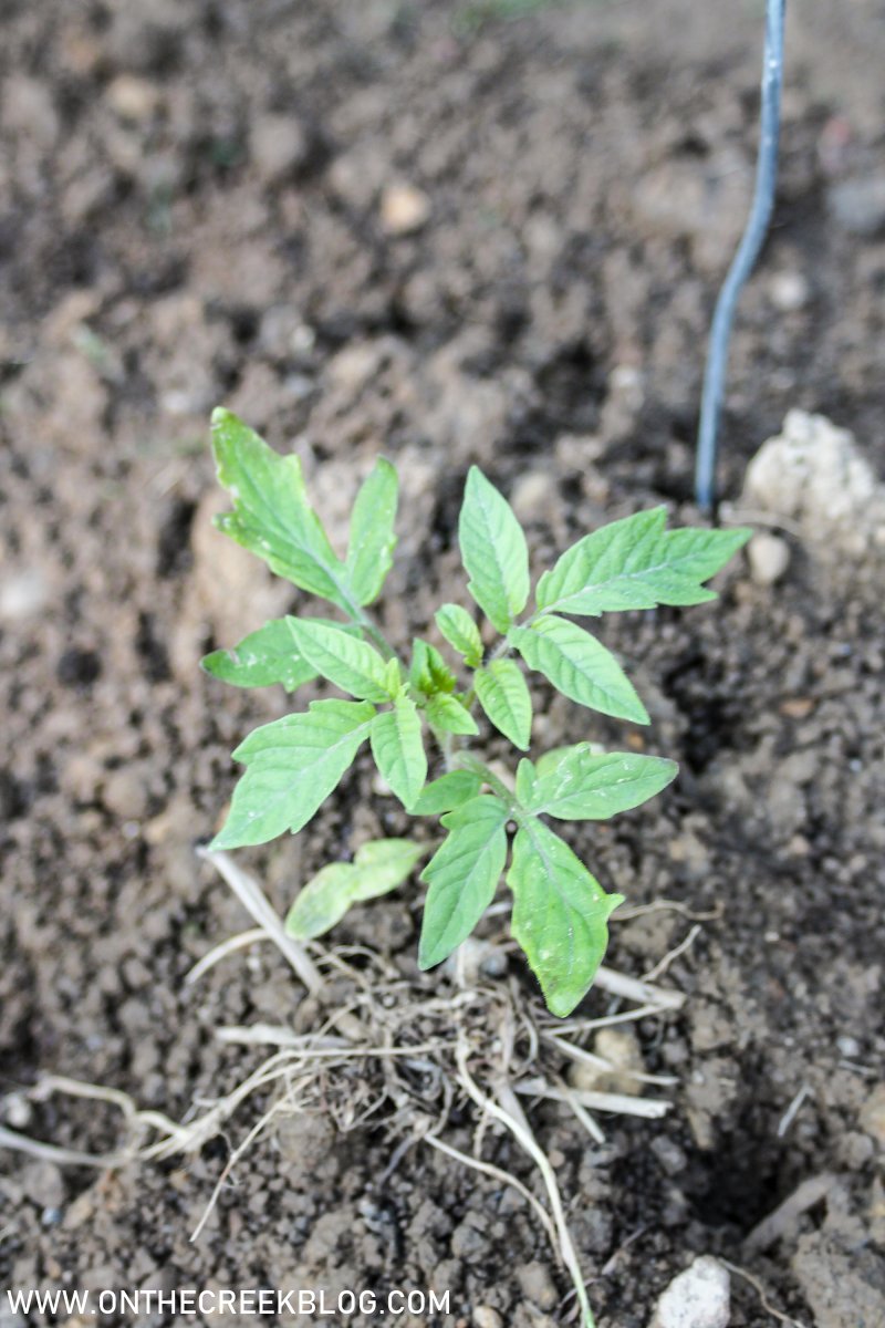 Tomatoes in the garden | On The Creek Blog