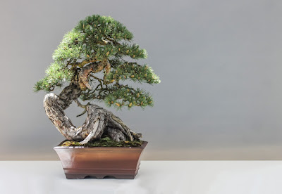 bonsai tree superstitions