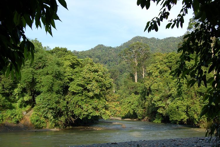 hendrotanoyo POTENSI  SUMBER  DAYA  HUTAN INDONESIA