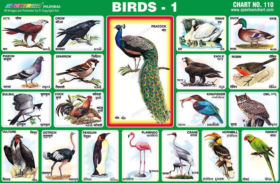 Spectrum Educational Charts: Chart 110 - Birds 1