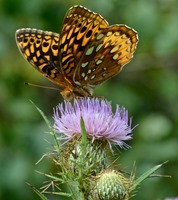 Great Spangled Fritillary