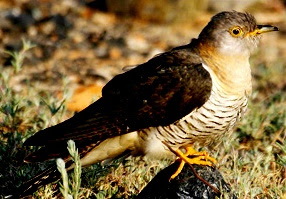 Cuckoos Facts Amazing Facts , Cuckoos Amazing Fact