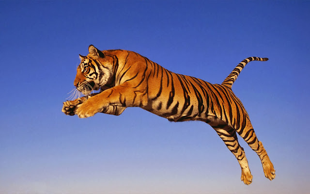 Best Tiger HD Wallpaper Free