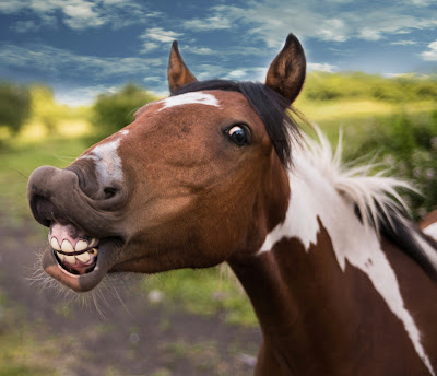 صورة حصان مضحك ، صور حيوانات مضحكة بجودة 4K