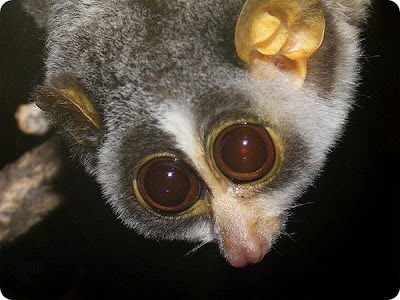 The Strangest and Rarest Animals in the World Seen On www.coolpicturegallery.net