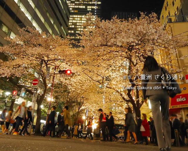 八重洲さくら通りの桜並木