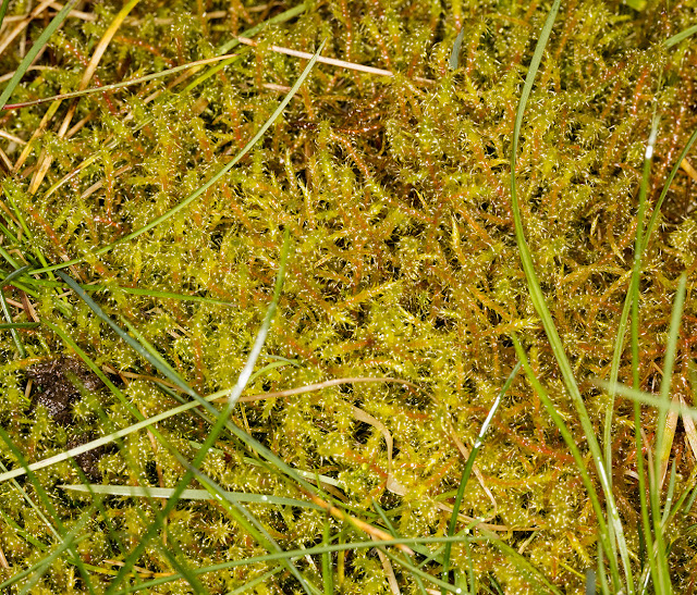 Rhytidiadelphus squarrosus, Springy Turf-moss.  Hayes Common, 9 March 2016.