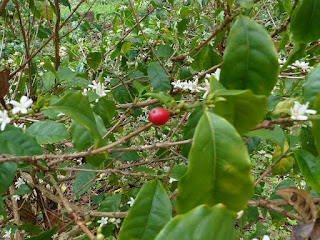 Café d'Antony - Coffea anthonyi - Cafeier d'Anthony