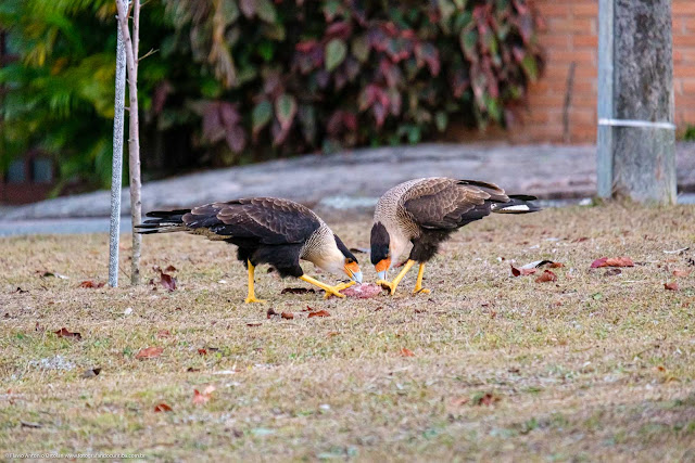 Casal de carcarás no canteiro de uma rua em Curitiba