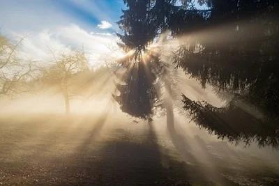 Fog through tree feels like brain fog