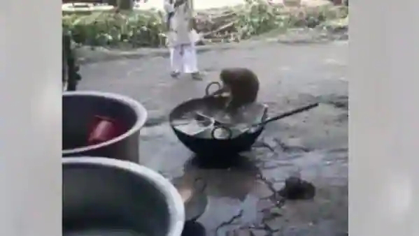 होटल में बर्तन धोने के बाद बंदर ने खाया खाना, सोशल मीडिया पर वीडियो वायरल 