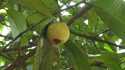 Benefits of Mangosteen For Body Healthy