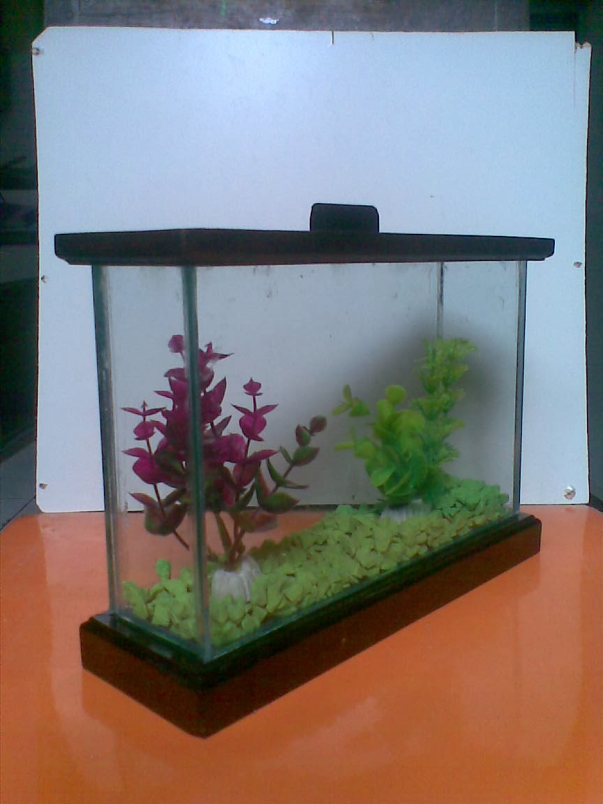  Aquarium  solo 