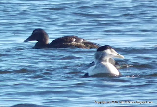 Common Eider, 11/13/10 Salisbury State Reservation