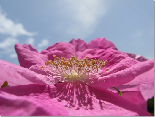 sciarpa seta rosa  -16