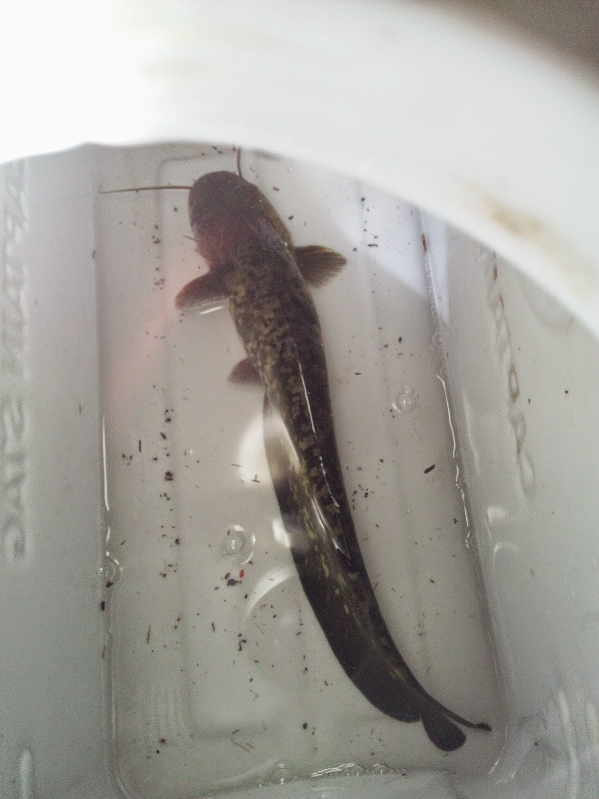 釣りガサブログ ウナギが釣れないのでナマズ