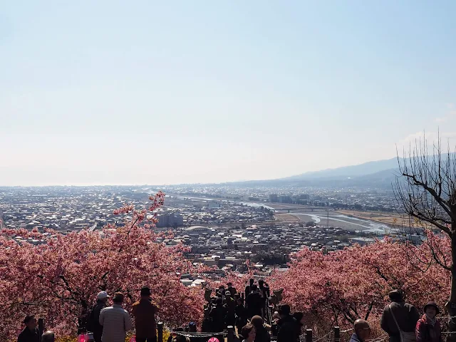 西平畑公園　河津桜