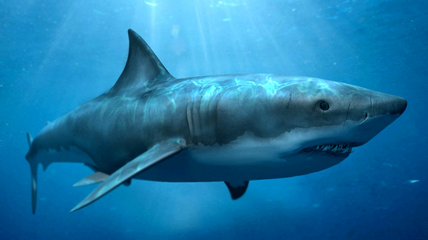 Megalodon Shark  Life of Sea