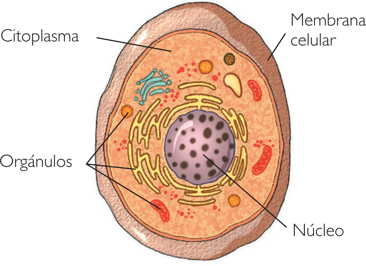 celula animal y sus partes. celula animal y sus partes. Especializada en el dibujo de una ficha resumen