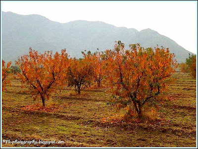 Autumn Tree Pictur