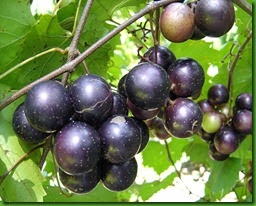 Muscadine