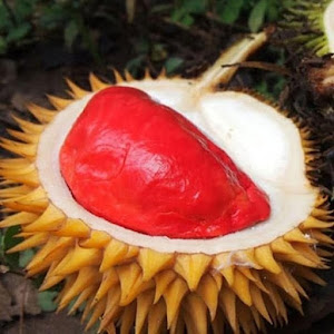 Bibit Durian Merah