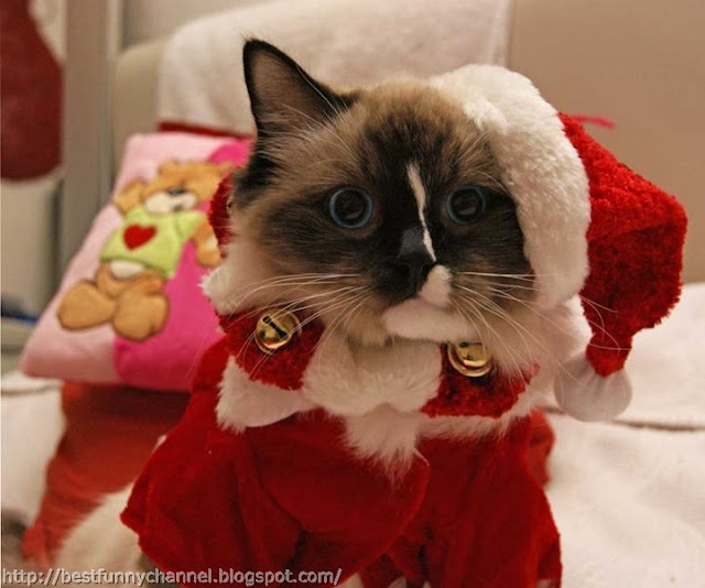 Christmas cat. 