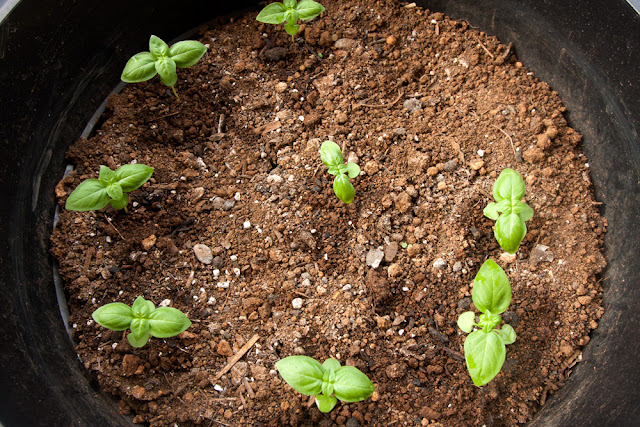 Sweet basil plants 28 days after germination