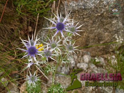 Trekking Sierra de Gredos