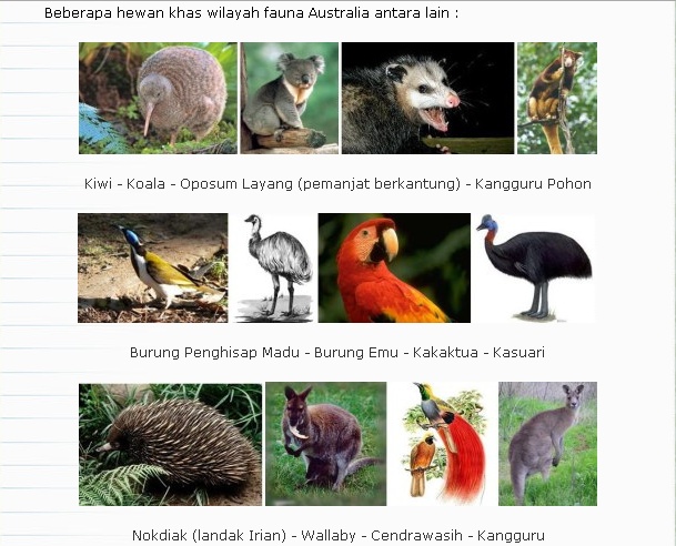 KTKPK s DEBAK Fauna Oriental dan Fauna Australia