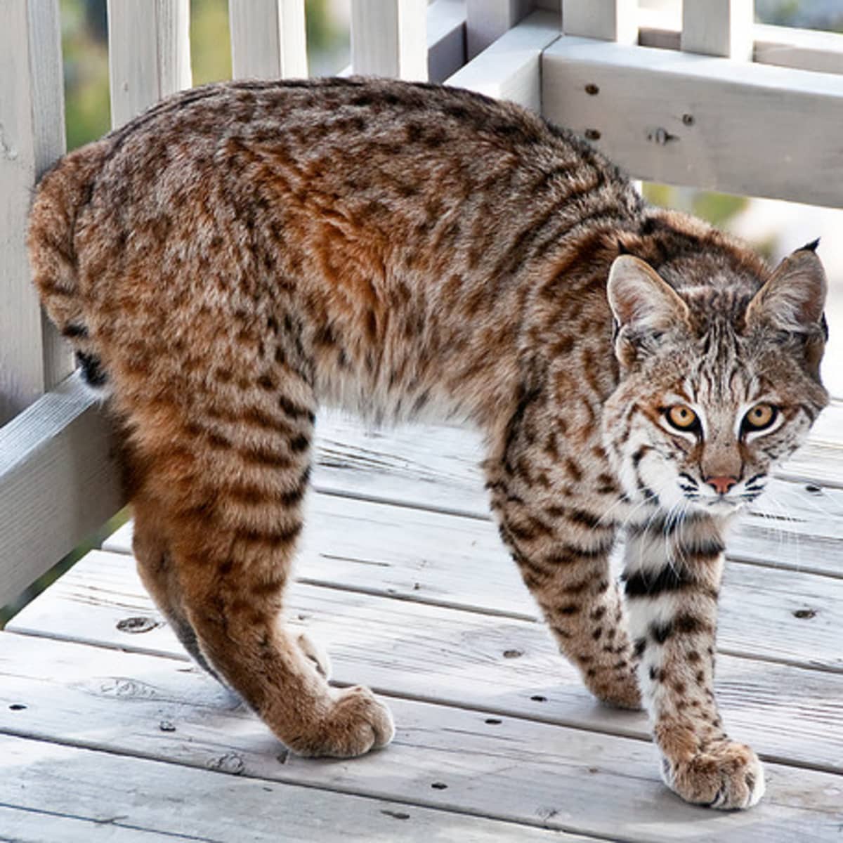 A pet bobcat