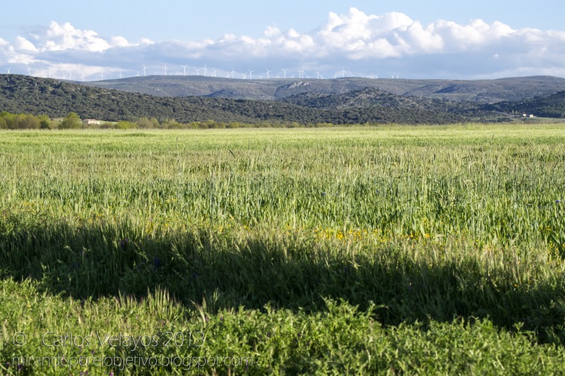 Campo de Cereal