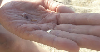 Mum helping me find teeny tiny shells