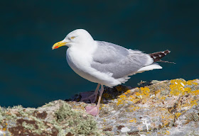  Adult Herring Gull - Skomer - Simon Colenutt