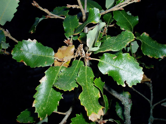 QUEJIGO: Quercus faginea