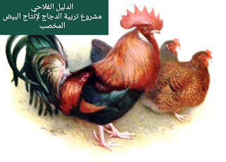 مشروع تربية الدجاج لإنتاج البيض المخصب