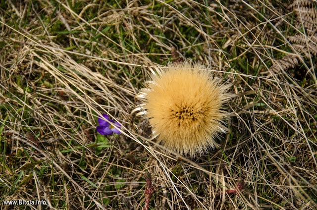 Flora - Pelister National Park, Macedonia