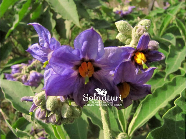 Fumo Bravo Solanum granulosum-leprosum Flores