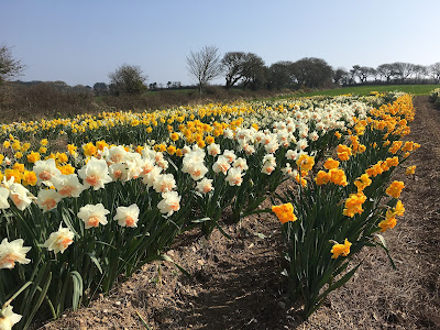 Rows of daffodils