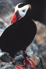 TuftedPuffin