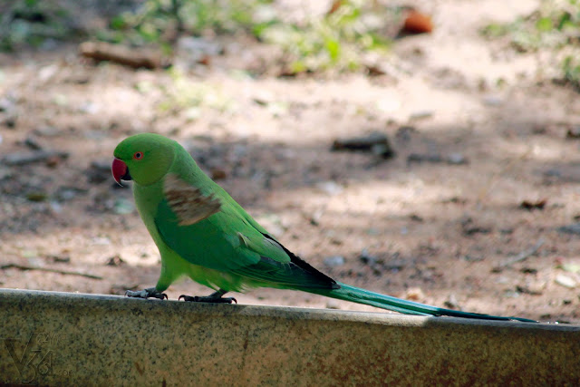 Rose ringed Parakeet