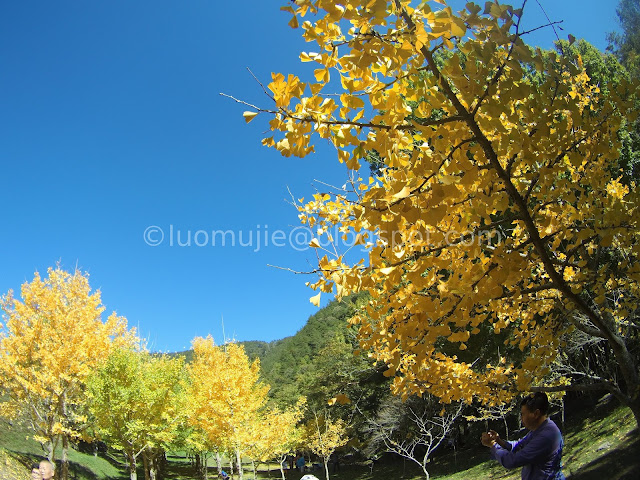 Wuling Farm maple autumn foliage