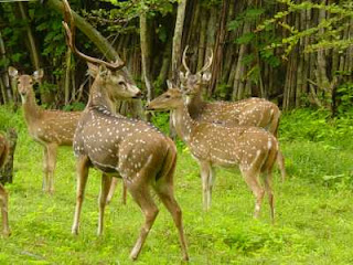 Mudumalai Wildlife Sanctuary