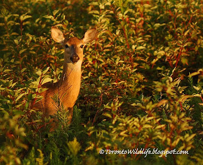 Deer looking at Robert Rafton, Toronto photographer Robert Rafton