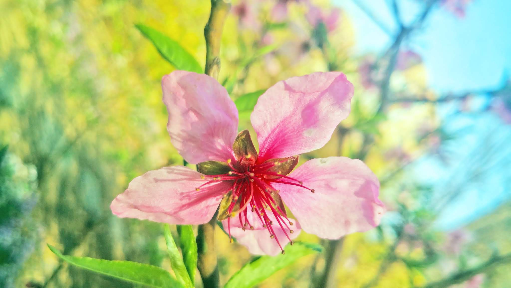 21flowers Coronavirus spring, flowers bring you a good mood