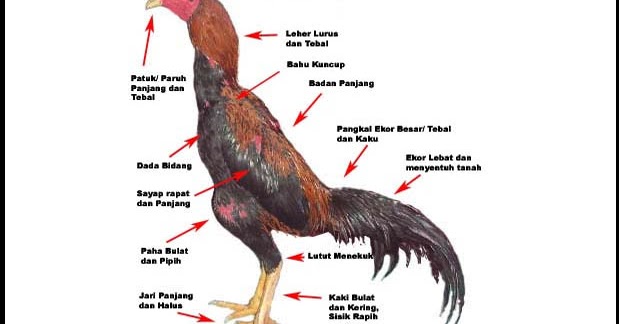 Inilah 13 Ciri Ayam  Bangkok Istimewa yang Dirahasiakan 