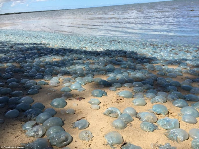 Thousands of Jellyfish on the beach Deception Bay