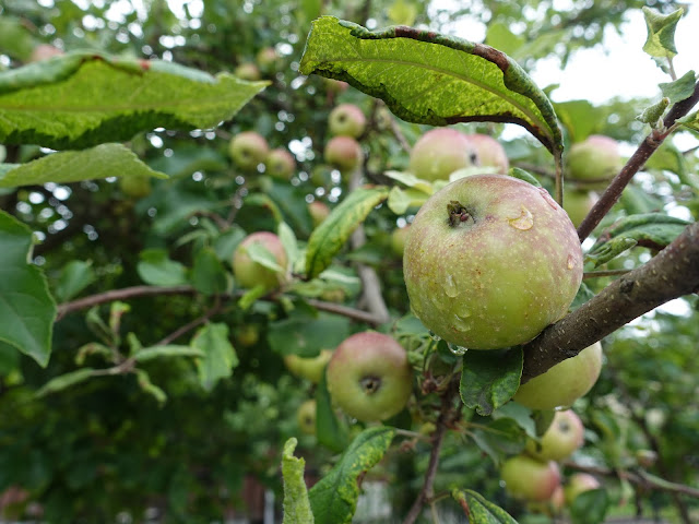 自宅の庭のリンゴの木の実